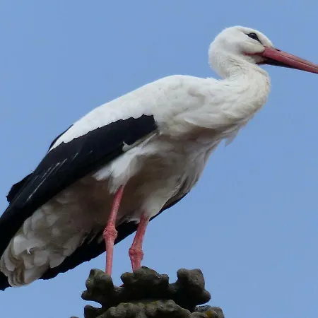 La Parenthese Casa vacanze Gertwiller